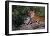 Panther-null-Framed Photographic Print