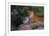 Panther-null-Framed Photographic Print