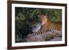 Panther-null-Framed Photographic Print