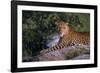 Panther-null-Framed Photographic Print