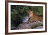 Panther-null-Framed Photographic Print