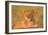 Panthera Leo, Lion, Loewe, Cub Lying on a Hill-Burghard Schreyer-Framed Photographic Print