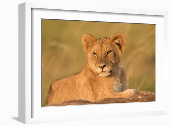 Panthera Leo, Lion, Loewe, Cub Lying on a Hill-Burghard Schreyer-Framed Photographic Print