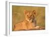 Panthera Leo, Lion, Loewe, Cub Lying on a Hill-Burghard Schreyer-Framed Photographic Print