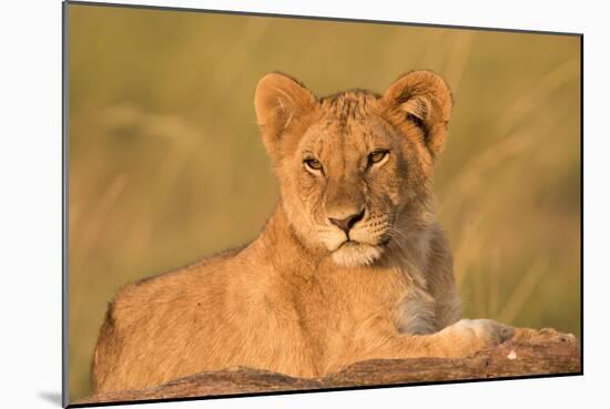 Panthera Leo, Lion, Loewe, Cub Lying on a Hill-Burghard Schreyer-Mounted Photographic Print