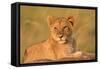 Panthera Leo, Lion, Loewe, Cub Lying on a Hill-Burghard Schreyer-Framed Stretched Canvas