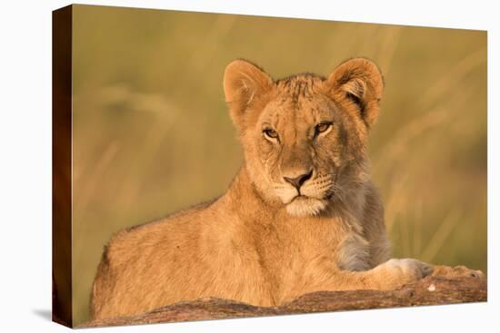 Panthera Leo, Lion, Loewe, Cub Lying on a Hill-Burghard Schreyer-Stretched Canvas