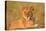 Panthera Leo, Lion, Loewe, Cub Lying on a Hill-Burghard Schreyer-Stretched Canvas