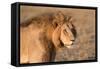 Panthera Leo, Lion, Loewe, Male-Burghard Schreyer-Framed Stretched Canvas