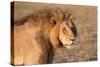 Panthera Leo, Lion, Loewe, Male-Burghard Schreyer-Stretched Canvas