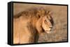 Panthera Leo, Lion, Loewe, Male-Burghard Schreyer-Framed Stretched Canvas