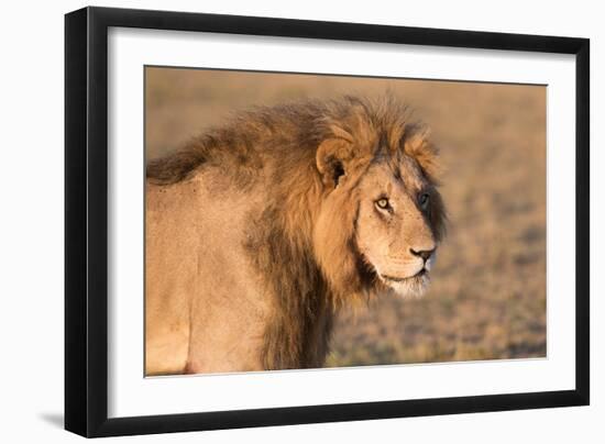 Panthera Leo, Lion, Loewe, Male-Burghard Schreyer-Framed Photographic Print