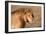 Panthera Leo, Lion, Loewe, Male-Burghard Schreyer-Framed Photographic Print