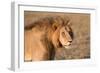 Panthera Leo, Lion, Loewe, Male-Burghard Schreyer-Framed Photographic Print