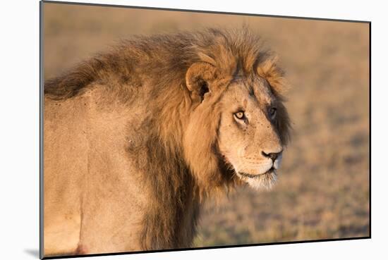 Panthera Leo, Lion, Loewe, Male-Burghard Schreyer-Mounted Photographic Print