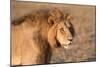 Panthera Leo, Lion, Loewe, Male-Burghard Schreyer-Mounted Photographic Print