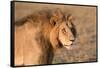 Panthera Leo, Lion, Loewe, Male-Burghard Schreyer-Framed Stretched Canvas