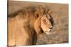 Panthera Leo, Lion, Loewe, Male-Burghard Schreyer-Stretched Canvas