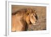 Panthera Leo, Lion, Loewe, Male-Burghard Schreyer-Framed Photographic Print