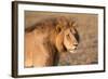 Panthera Leo, Lion, Loewe, Male-Burghard Schreyer-Framed Photographic Print