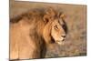 Panthera Leo, Lion, Loewe, Male-Burghard Schreyer-Mounted Photographic Print