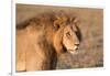 Panthera Leo, Lion, Loewe, Male-Burghard Schreyer-Framed Photographic Print