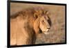 Panthera Leo, Lion, Loewe, Male-Burghard Schreyer-Framed Photographic Print