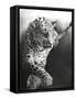 Panthera pardus 1, 2009-Odile Kidd-Framed Stretched Canvas