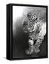 Panthera pardus 2, 2009-Odile Kidd-Framed Stretched Canvas