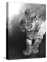 Panthera pardus 2, 2009-Odile Kidd-Stretched Canvas