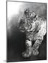 Panthera pardus 2, 2009-Odile Kidd-Mounted Giclee Print