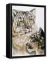 Panthera Uncia-Barbara Keith-Framed Stretched Canvas