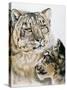 Panthera Uncia-Barbara Keith-Stretched Canvas