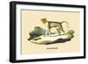 Panthere-E.f. Noel-Framed Premium Giclee Print