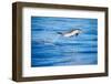 Pantropical spotted dolphin leaping out of the ocean, Hawaii-David Fleetham-Framed Photographic Print