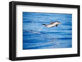 Pantropical spotted dolphin leaping out of the ocean, Hawaii-David Fleetham-Framed Photographic Print