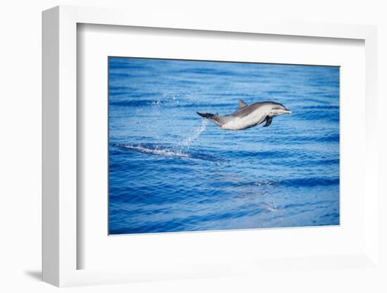 Pantropical spotted dolphin leaping out of the ocean, Hawaii-David Fleetham-Framed Photographic Print