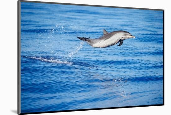 Pantropical spotted dolphin leaping out of the ocean, Hawaii-David Fleetham-Mounted Photographic Print