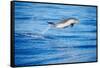 Pantropical spotted dolphin leaping out of the ocean, Hawaii-David Fleetham-Framed Stretched Canvas