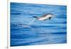 Pantropical spotted dolphin leaping out of the ocean, Hawaii-David Fleetham-Framed Photographic Print