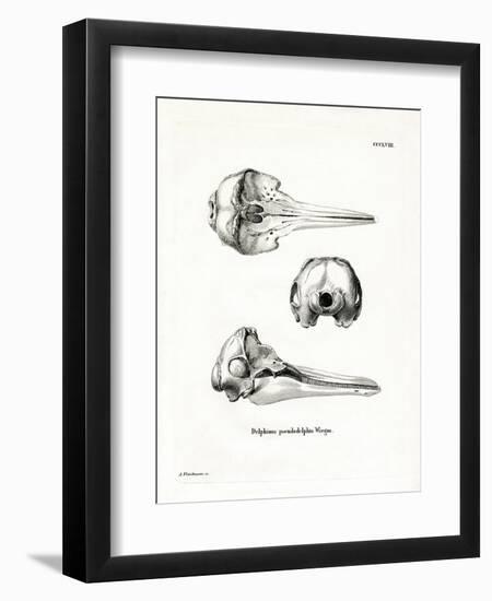 Pantropical Spotted Dolphin Skull-null-Framed Premium Giclee Print