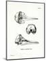 Pantropical Spotted Dolphin Skull-null-Mounted Premium Giclee Print