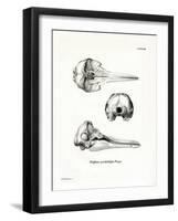 Pantropical Spotted Dolphin Skull-null-Framed Giclee Print