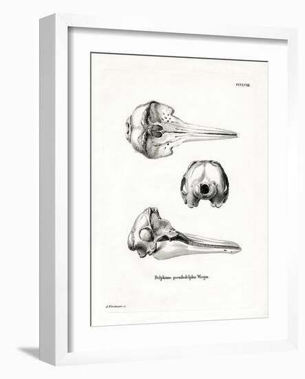 Pantropical Spotted Dolphin Skull-null-Framed Giclee Print