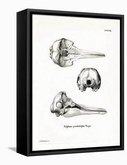Pantropical Spotted Dolphin Skull-null-Framed Stretched Canvas