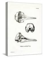 Pantropical Spotted Dolphin Skull-null-Stretched Canvas