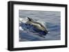 Pantropical spotted dolphin, Stenella attenuata, bow riding near the surface, Kailua-Kona, Hawaii-Andre Seale-Framed Photographic Print