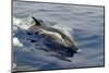 Pantropical spotted dolphin, Stenella attenuata, bow riding near the surface, Kailua-Kona, Hawaii-Andre Seale-Mounted Photographic Print