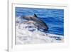 pantropical spotted dolphins side by side, porpoising, hawaii-david fleetham-Framed Photographic Print