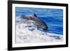 pantropical spotted dolphins side by side, porpoising, hawaii-david fleetham-Framed Photographic Print